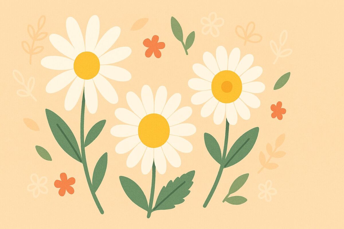 マーガレット・デイジー・フランスギクの違いを表す白い花のイラスト