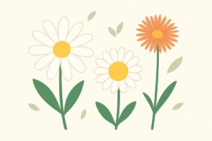 マーガレット・デイジー・フランスギクが並んだ比較イラスト